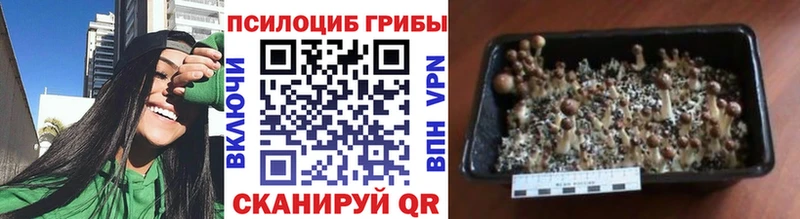 Псилоцибиновые грибы ЛСД  даркнет Telegram  Унеча 
